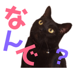 [LINEスタンプ] 黒猫の使える日常スタンプ
