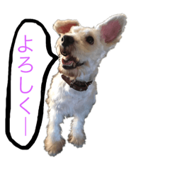 [LINEスタンプ] ホワイトミニチュアシュナウザー2