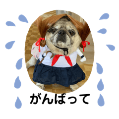 [LINEスタンプ] パグ犬さくら