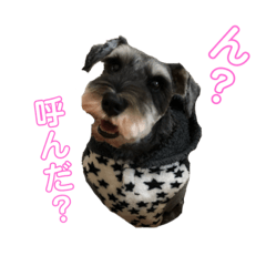 [LINEスタンプ] ミニチュアシュナウザーm
