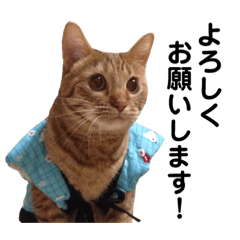 [LINEスタンプ] うちのCats