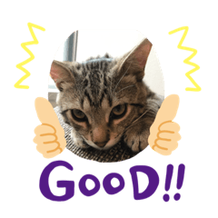 [LINEスタンプ] とらねこの日々3