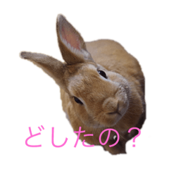 [LINEスタンプ] JILLくんスタンプ