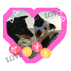 [LINEスタンプ] 黒柴の櫂くんの日常スタンプ