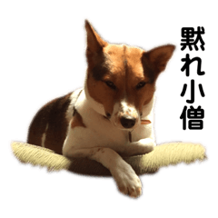 [LINEスタンプ] プクちゃん可愛い2 
