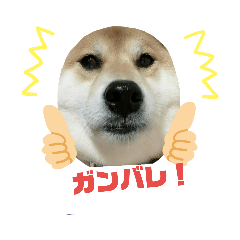 [LINEスタンプ] 柴犬らいとのスタンプ 