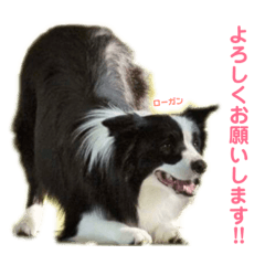 [LINEスタンプ] ボーダーレーン•ファミリー  VOL .3