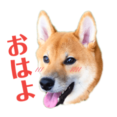 [LINEスタンプ] 柴犬 茶々丸スタンプ2 
