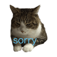 [LINEスタンプ] チロたんこぶ 