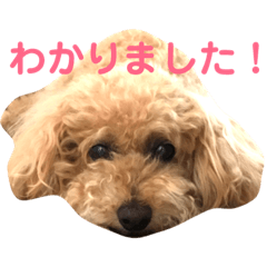 [LINEスタンプ] トイプードル モコ のふわもこ日常会話2