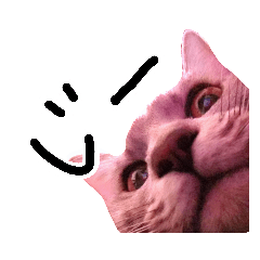 [LINEスタンプ] ねこのゆず 写真スタンプ2 