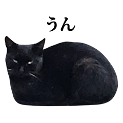 [LINEスタンプ] ねこ黒 2 文字