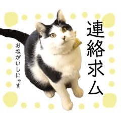 [LINEスタンプ] 保護猫ハチミツ2 byオハナビーズ