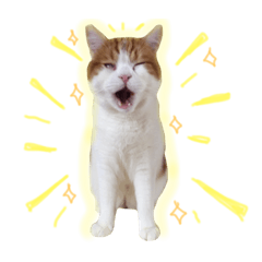 [LINEスタンプ] 妹尾家わんにゃんず！！