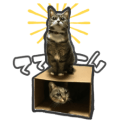 [LINEスタンプ] 日々是猫日-猫4匹いる日常