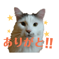 [LINEスタンプ] もふ次郎スタンプ