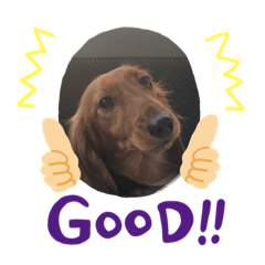 [LINEスタンプ] 愛犬KOKO