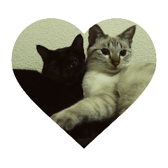 [LINEスタンプ] 家猫達2