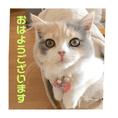 [LINEスタンプ] スコのレイちゃん(Vol.1)