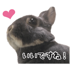 [LINEスタンプ] モグやんのどすこい系スタンプ
