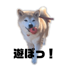 [LINEスタンプ] 柴犬ちっちの日常