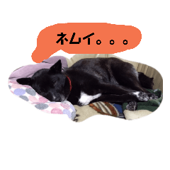 [LINEスタンプ] くろちゃんと仲間