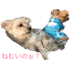 [LINEスタンプ] クゥとラピ君