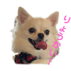 [LINEスタンプ] チワワのサラちゃん2♡