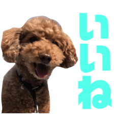[LINEスタンプ] トイプードルのナルちゃん