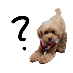 [LINEスタンプ] プードルときどきダックス。