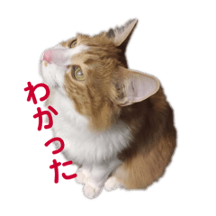[LINEスタンプ] カルカルカール4