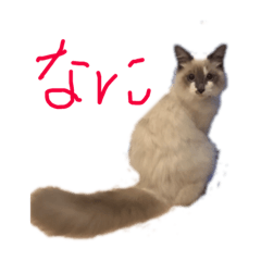 [LINEスタンプ] 愛しのこむぎ
