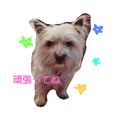 [LINEスタンプ] ケアンテリア大好きクラブ2