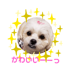 [LINEスタンプ] ペキプー♡きなこ♡スタンプ