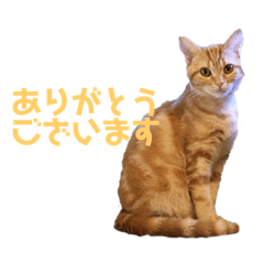[LINEスタンプ] ねこのわこ 2