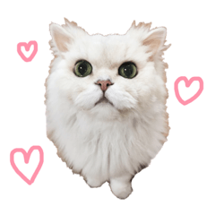 [LINEスタンプ] ぼく、つかさくん