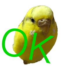 [LINEスタンプ] セキセイインコ「ゆずちゃん2」