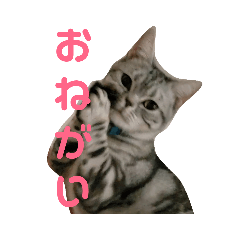 [LINEスタンプ] アメショーくん