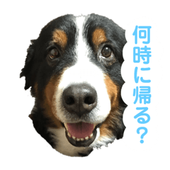 [LINEスタンプ] まろわんバーニーズ