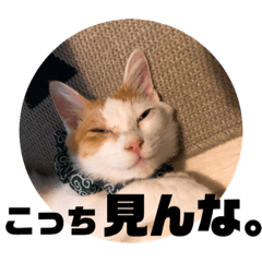 [LINEスタンプ] ビスコのスタンプ「子猫の言い分Part3」