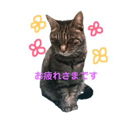 [LINEスタンプ] ねこりすすたんぷ