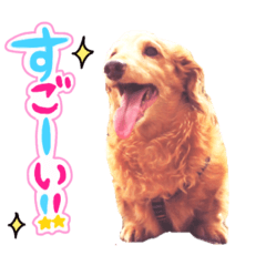 [LINEスタンプ] My dog ​​love love love