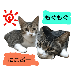 [LINEスタンプ] もぐもぐ＆にこぷーもりだくさんBOX