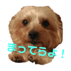 [LINEスタンプ] ぴゃんこーたん 第一弾