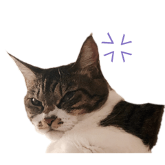 [LINEスタンプ] ねろたんスタンプ