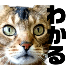 [LINEスタンプ] 猫のにゃーすけとぼのときんとおと