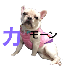 [LINEスタンプ] 家族のわんちゃん大集合 
