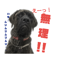 [LINEスタンプ] イングリッシュマスティフ一家の日常② 