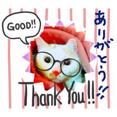 [LINEスタンプ] ひめにゃんのカラフルスタンプ 