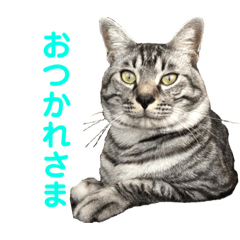 [LINEスタンプ] ルーの日常 